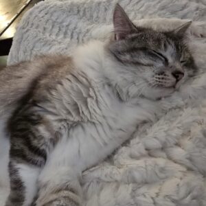 All things Cat related
